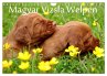 Magyar Vizsla Welpen (Wandkalender 2025... - Bild 1
