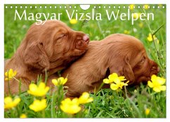 Magyar Vizsla Welpen (Wandkalender 2025 DIN A4 quer), CALVENDO Monatskalender