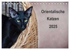 Orientalische Katzen (Tischkalender 2025 DIN A5 quer), CALVENDO Monatskalender - Calvendo;Bollich, Heidi