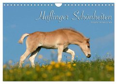 Haflinger Schönheiten (Wandkalender 2025 DIN A4 quer), CALVENDO Monatskalender - Calvendo;Dünisch - www.Ramona-Duenisch.de, Ramona