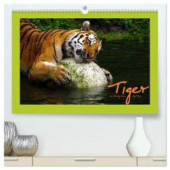 Welt der Katzen - Tiger (hochwertiger Premium Wandkalender 2025 DIN A2 quer), Kunstdruck in Hochglanz