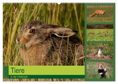 Tiere in der Feldmark (Wandkalender 2025 DIN A2 quer), CALVENDO Monatskalender