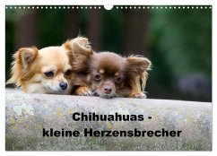 Chihuahuas - kleine Herzensbrecher (Wandkalender 2025 DIN A3 quer), CALVENDO Monatskalender - Calvendo;Scholze, Verena