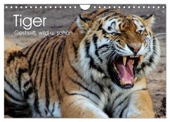 Tiger. Gestreift, wild u. schön (Wandkalender 2025 DIN A4 quer), CALVENDO Monatskalender