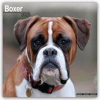 Boxer 2025 - 16-Monatskalender