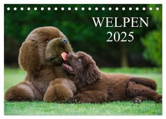 Welpen 2025 (Tischkalender 2025 DIN A5 quer), CALVENDO Monatskalender - Calvendo;Starick, Sigrid