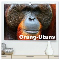 Orang-Utans (hochwertiger Premium Wandkalender 2025 DIN A2 quer), Kunstdruck in Hochglanz