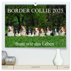 Border Collie 2025 (hochwertiger Premium Wandkalender 2025 DIN A2 quer), Kunstdruck in Hochglanz