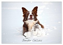 Border Collies (Wandkalender 2025 DIN A3 quer), CALVENDO Monatskalender