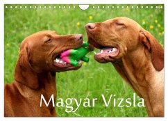 Magyar Vizsla (Wandkalender 2025 DIN A4 quer), CALVENDO Monatskalender - Calvendo;Grüttner, Kerstin