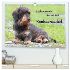 Liebenswerte Rabauken Rauhaardackel / CH-Version (hochwertiger Premium Wandkalender 2025 DIN A2 quer), Kunstdruck in Hochglanz
