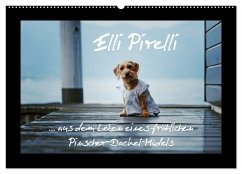 Elli Pirelli... aus dem Leben eines fröhlichen Pinscher-Dackel-Mädels (Wandkalender 2025 DIN A2 quer), CALVENDO Monatskalender - Calvendo;Köntopp, Kathrin