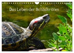 Das Leben der Schildkröten (Wandkalender 2025 DIN A4 quer), CALVENDO Monatskalender - Calvendo;Kattobello