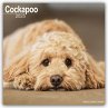 Cockapoo - Cockapoos 2025 -... - Bild 1