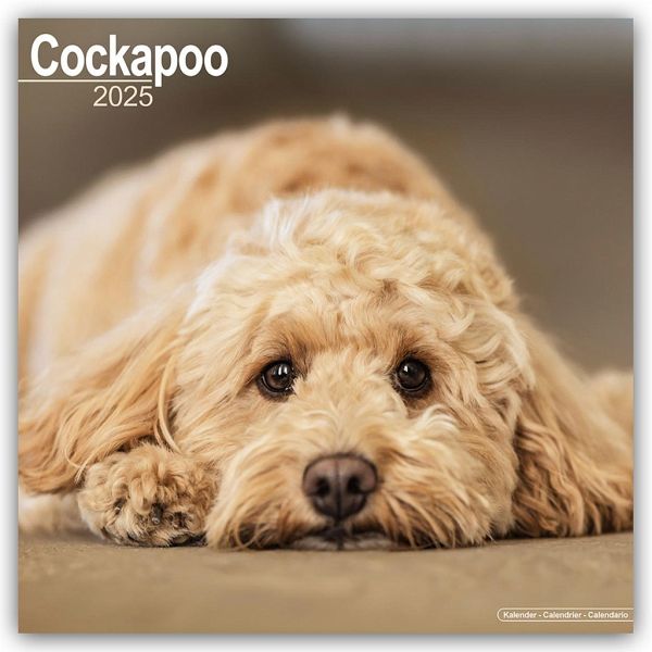 Cockapoo - Cockapoos 2025 - 16-Monatskalender Cockapoo - Cockapoos 2025 - 16-Monatskalender
