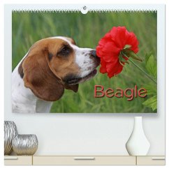 Beagle (hochwertiger Premium Wandkalender 2025 DIN A2 quer), Kunstdruck in Hochglanz - Calvendo;Pferdografen.de