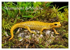 Salamander und Molche (Wandkalender 2025 DIN A2 quer), CALVENDO Monatskalender