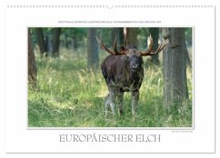 Emotionale Momente: Europäischer Elch. / CH-Version (Wandkalender 2025 DIN A2 quer), CALVENDO Monatskalender