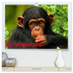 Schimpansen (hochwertiger Premium Wandkalender 2025 DIN A2 quer), Kunstdruck in Hochglanz - Calvendo;Stanzer, Elisabeth