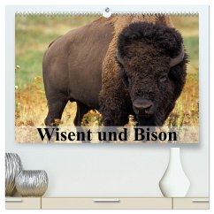 Wisent und Bison (hochwertiger Premium Wandkalender 2025 DIN A2 quer), Kunstdruck in Hochglanz - Calvendo;Stanzer, Elisabeth