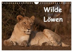 Wilde Löwen (Wandkalender 2025 DIN A4 quer), CALVENDO Monatskalender