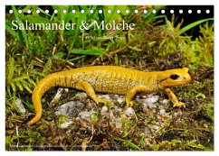 Salamander und Molche (Tischkalender 2025 DIN A5 quer), CALVENDO Monatskalender
