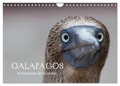 Galapagos (Wandkalender 2025 DIN A4 quer), CALVENDO Monatskalender