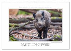 Emotionale Momente: Das Wildschwein. / CH-Version (Wandkalender 2025 DIN A2 quer), CALVENDO Monatskalender