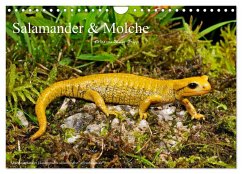 Salamander und Molche (Wandkalender 2025 DIN A4 quer), CALVENDO Monatskalender