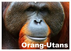 Orang-Utans (Wandkalender 2025 DIN A2 quer), CALVENDO Monatskalender