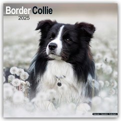 Border Collie 2025 - 16-Monatskalender - Avonside Publishing Ltd