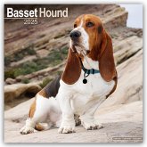 Basset Hound - Bassets 2025- 16-Monatskalender