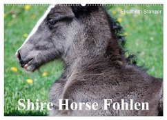 Shire Horse Fohlen (Wandkalender 2025 DIN A2 quer), CALVENDO Monatskalender