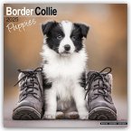 Border Collie Puppies - Border Collie Welpen 2025 - 16-Monatskalender