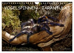 Vogelspinnen - Tarantulas (Wandkalender 2025 DIN A4 quer), CALVENDO Monatskalender