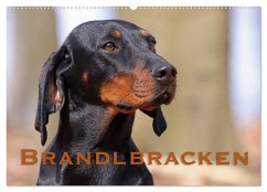 Brandlbracken (Wandkalender 2025 DIN A2 quer), CALVENDO Monatskalender