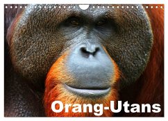 Orang-Utans (Wandkalender 2025 DIN A4 quer), CALVENDO Monatskalender