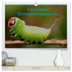 Faszination Schmetterlingsraupen (hochwertiger Premium Wandkalender 2025 DIN A2 quer), Kunstdruck in Hochglanz