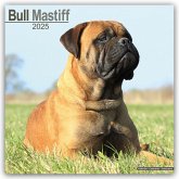 Bull Mastiff 2025 - 16-Monatskalender Bull Mastiff 2025 - 16-Monatskalender
