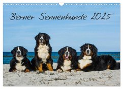 Berner Sennenhund 2025 (Wandkalender 2025 DIN A3 quer), CALVENDO Monatskalender - Calvendo;Starick, Sigrid