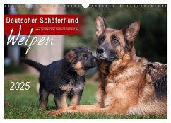 Deutscher Schäferhund - Welpen / CH-Version (Wandkalender 2025 DIN A3 quer), CALVENDO Monatskalender