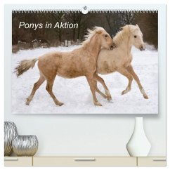 Ponys in Aktion (hochwertiger Premium Wandkalender 2025 DIN A2 quer), Kunstdruck in Hochglanz - Calvendo;Hahn, Günter