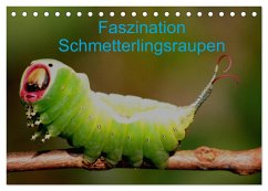 Faszination Schmetterlingsraupen (Tischkalender 2025 DIN A5 quer), CALVENDO Monatskalender - Calvendo;Erlwein, Winfried