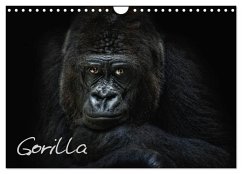 Gorilla (Wandkalender 2025 DIN A4 quer), CALVENDO Monatskalender