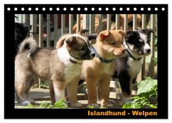 Islandhund - Welpen / CH-Version (Tischkalender 2025 DIN A5 quer), CALVENDO Monatskalender