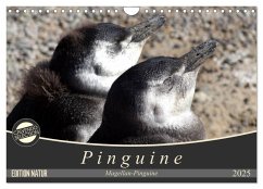Magellan-Pinguine (Wandkalender 2025 DIN A4 quer), CALVENDO Monatskalender - Calvendo;Flori0