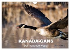 KANADA-GANS - Der 'hupende' Vogel (Wandkalender 2025 DIN A4 quer), CALVENDO Monatskalender