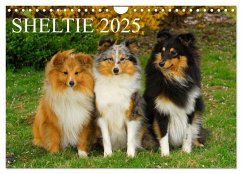 Sheltie 2025 (Wandkalender 2025 DIN A4 quer), CALVENDO Monatskalender