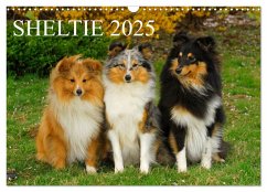 Sheltie 2025 (Wandkalender 2025 DIN A3 quer), CALVENDO Monatskalender - Calvendo;Starick, Sigrid