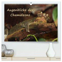 Augenblicke der Chamäleons (hochwertiger Premium Wandkalender 2025 DIN A2 quer), Kunstdruck in Hochglanz